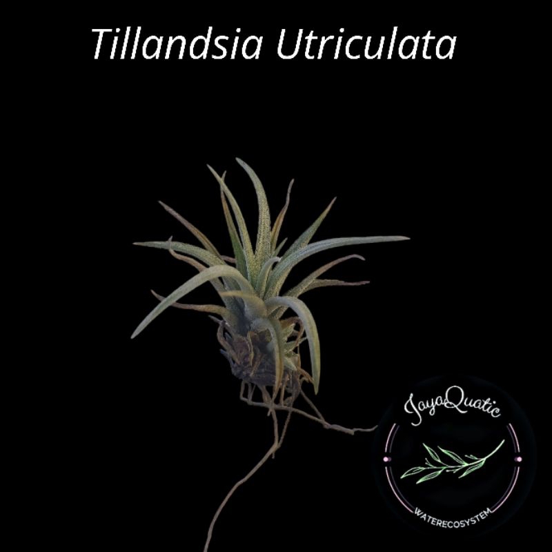 Tillandsia Utriculata - Tanaman Hias Paludarium Terrarium Airplant