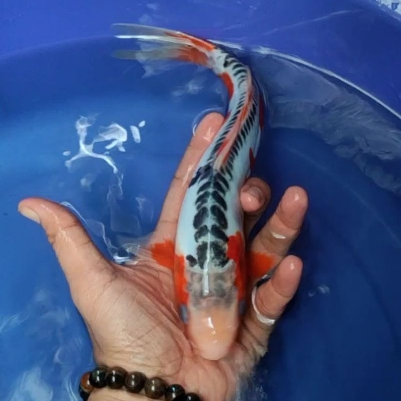 Ikan Koi F1 / Dari Indukan Import / Rumah Koi Jakarta / kode 004