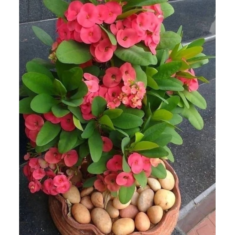 Tanaman hias eforbia ciangmay