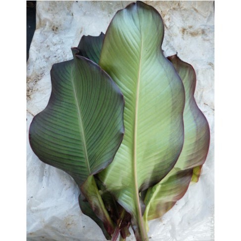 Daun Ganyong Segar Alami