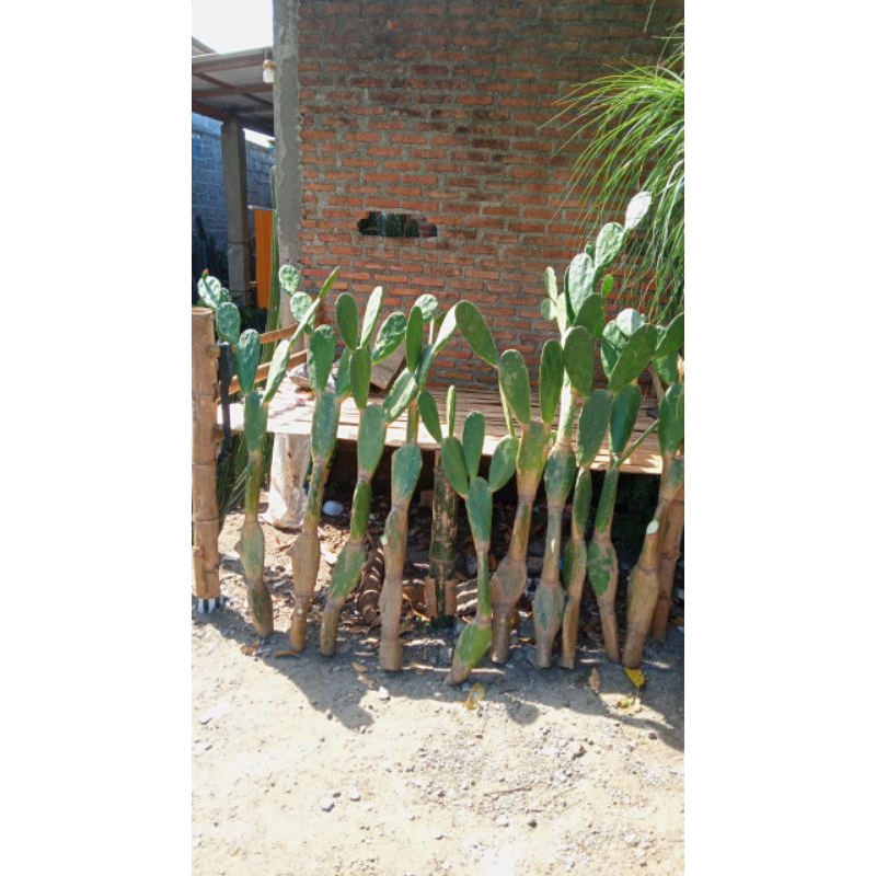 kaktus centong tinggi 130-150cm