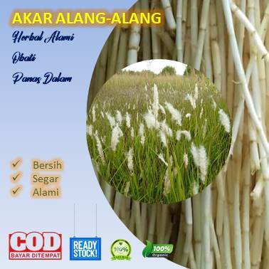 

Jual Akar Alang-Alang 1 kg Ampuh Obati Panas Dalam