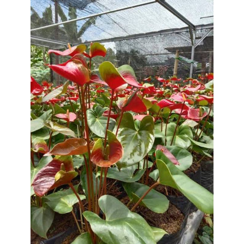 Anthurium Bunga Presiden + pot