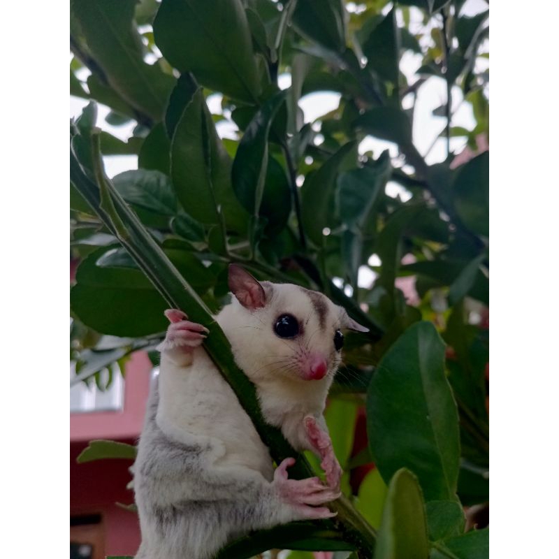sugar glider platinum