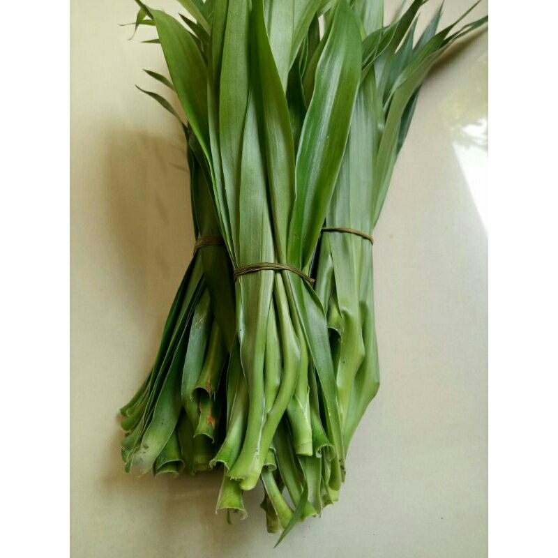

Daun suji segar 100grm (Dracaena angustifolia)