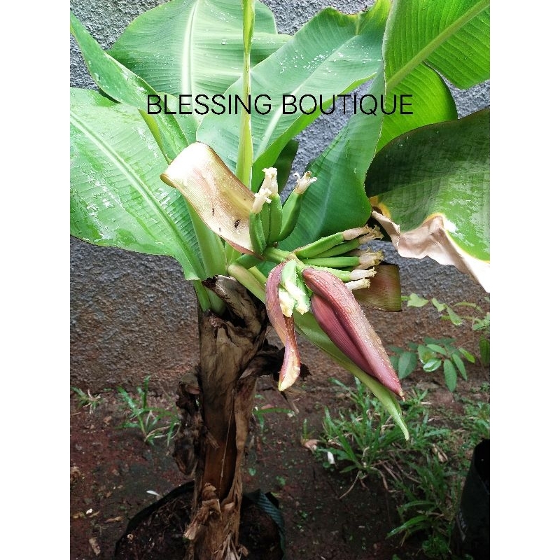 Anakan Bibit Pisang Mini Pendek Brazil