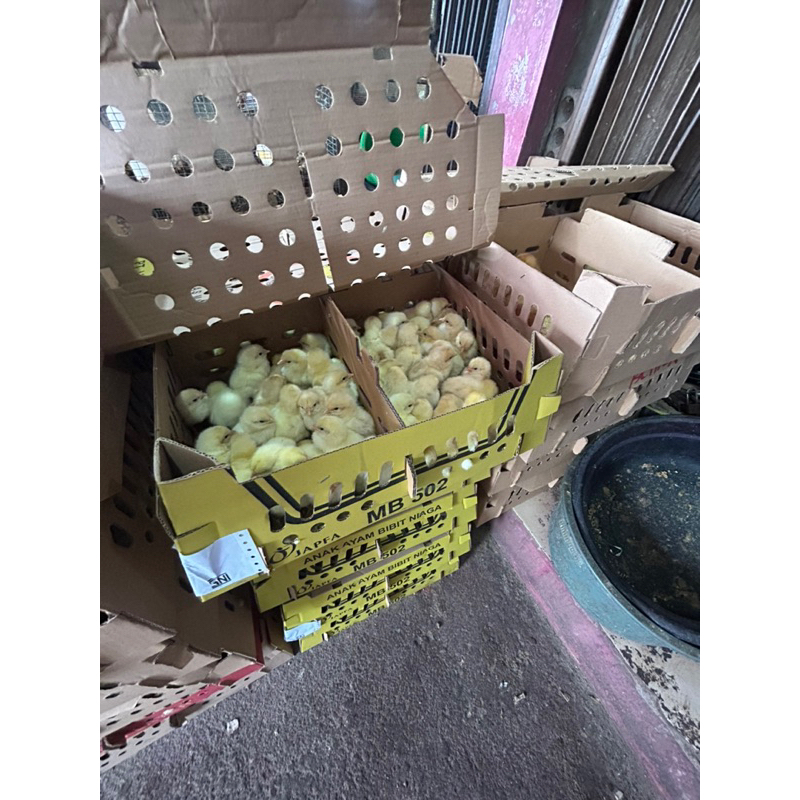 Doc ayam jantan super