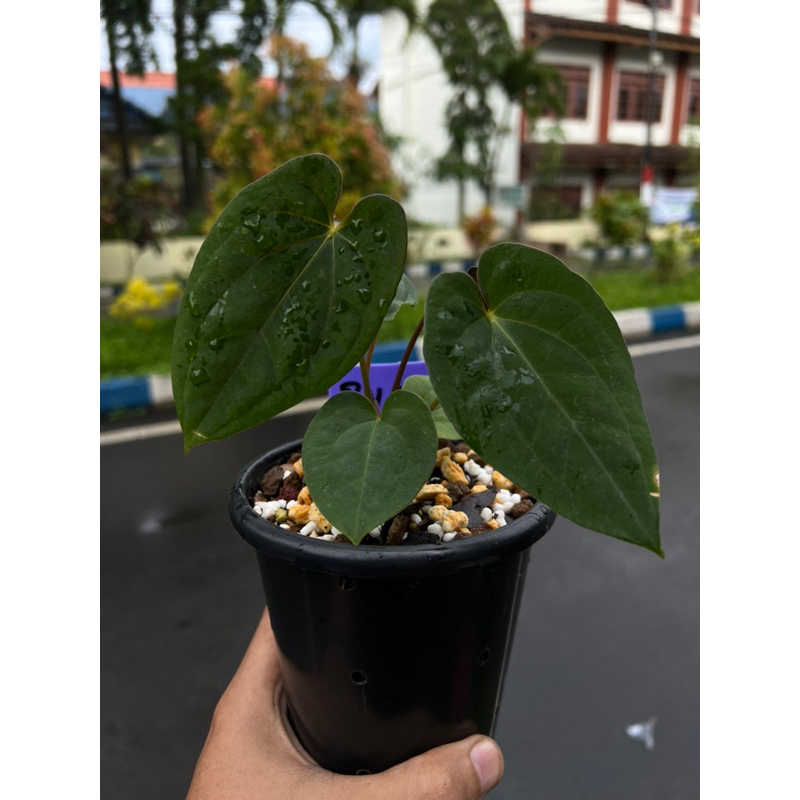 anthurium red vein dark phoenix