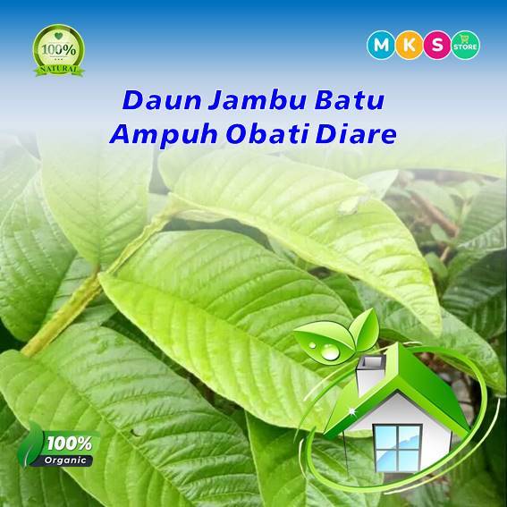 

daun jambu biji segar ampuh obati diare