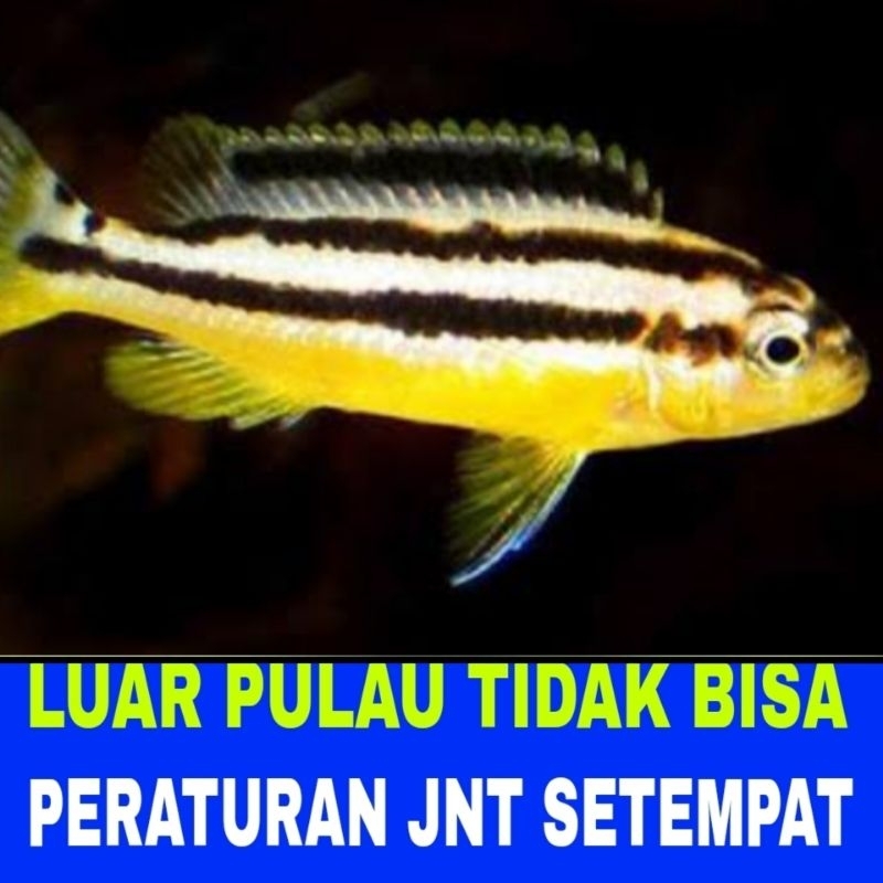 ikan hias niasa isi 10 bergaransi