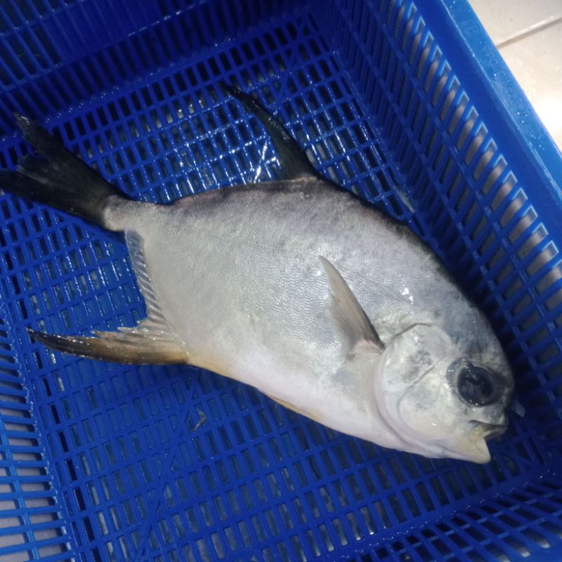 

Ikan Bawal Bintang