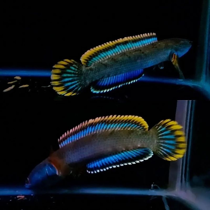 Limbata 4-6cm rim Kuning