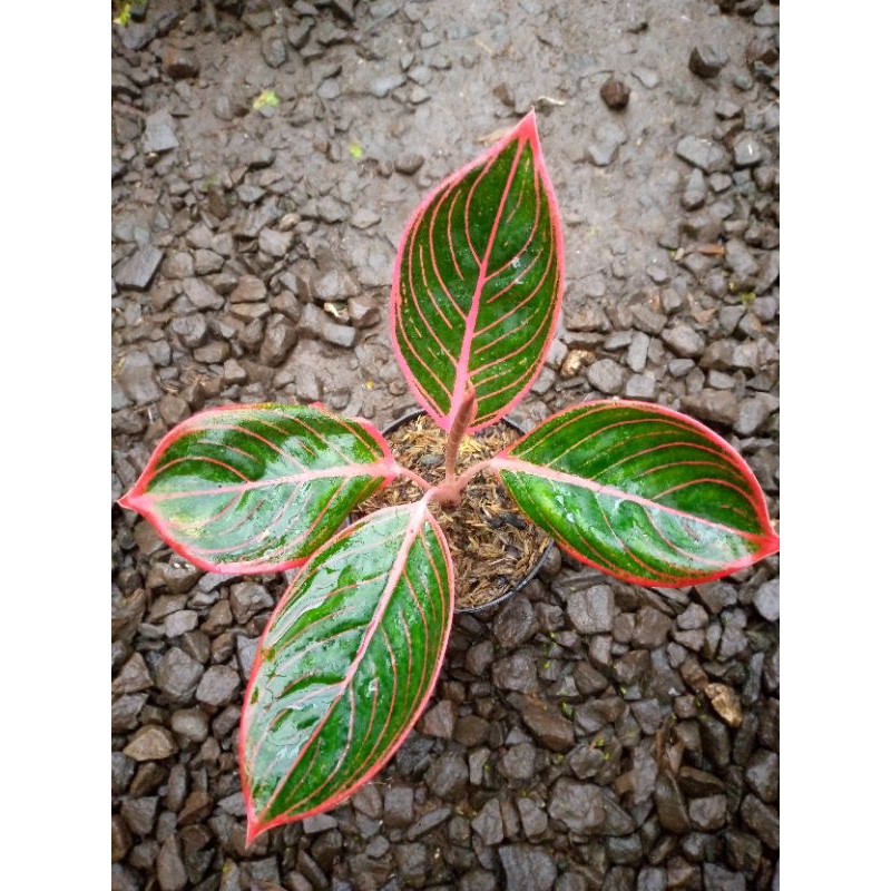 aglonema kanza