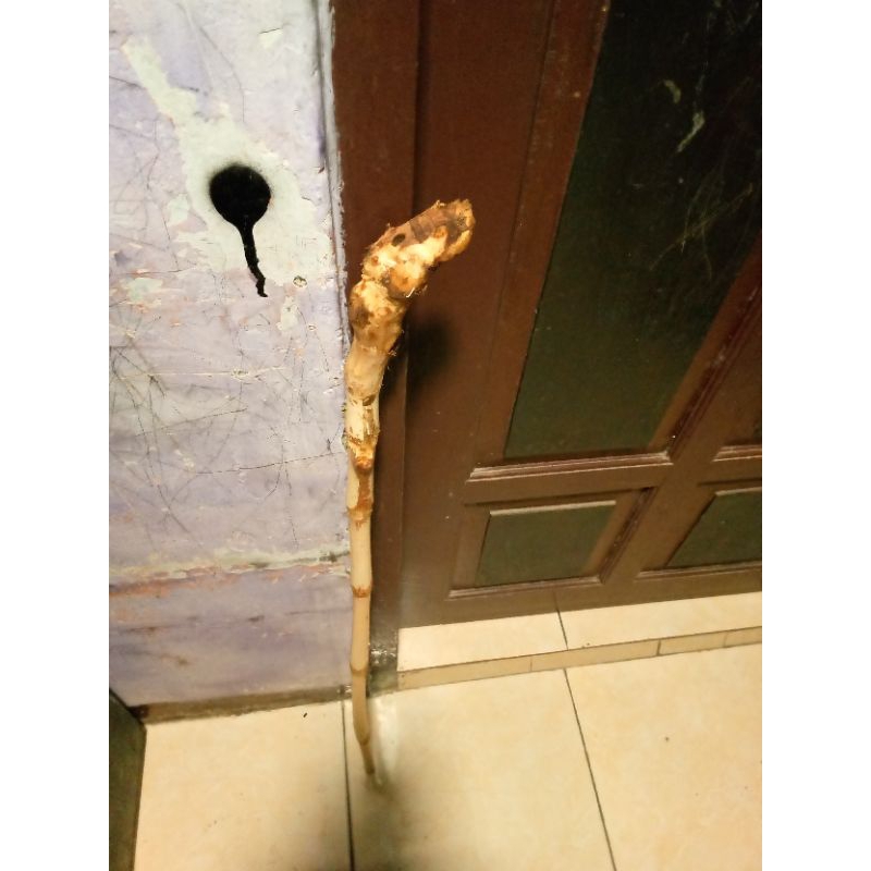 bahan tongkat kayu rotan