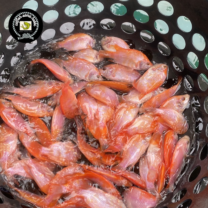 bibit ikan nila 2-3 jari
