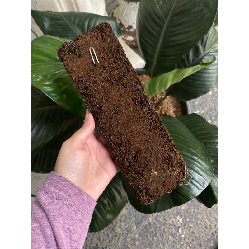 papan akar pakis media anggrek + gantungan