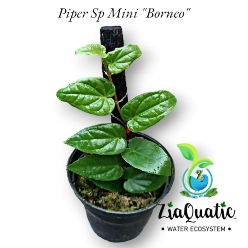 Piper Sp Mini "Borneo" - Tanaman Hias Rambat Paludarium Terrarium Jungleplant Indoorplant