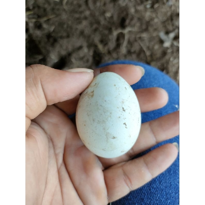 

telur hijau birma vertil