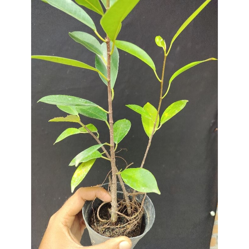 bibit beringin iprik