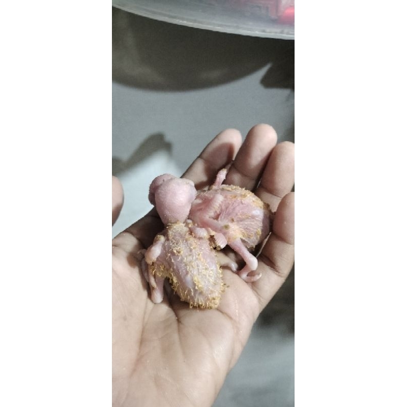 inilovebird Nonklep biasa sama lovebird nonklep lutino mata merah Lolohan Dan Biji Bahan Free fly