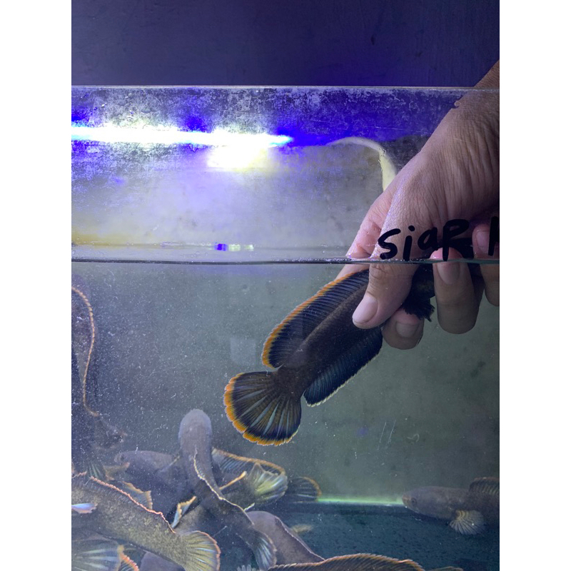 hiasan aquarium limbata size 12-20cm