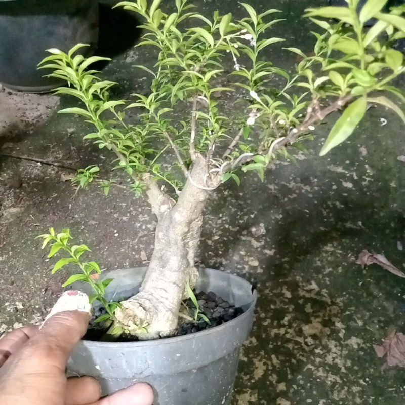 Bahan bonsai anting putri mikro ekonomis.