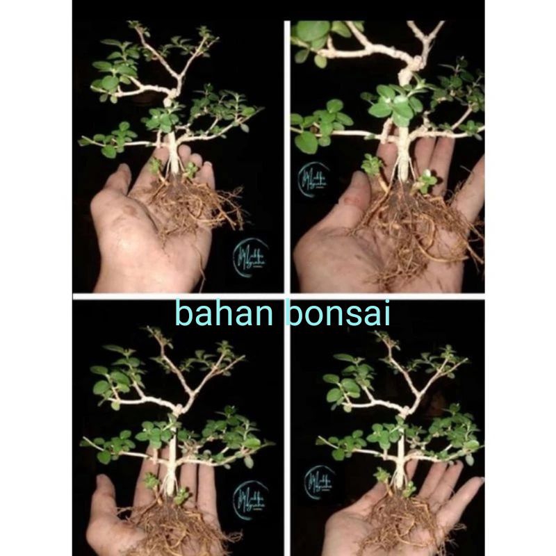 bahan bonsai sancang bibit bonsai sancang ori