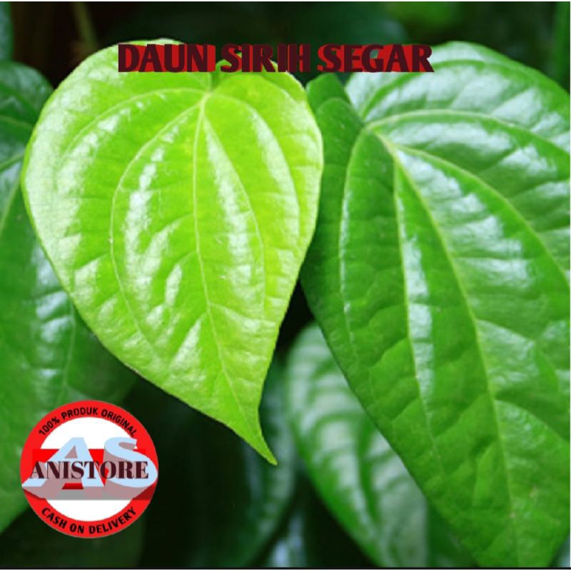 

DAUN SIRIH SEGAR KEMASAN 25 lembar