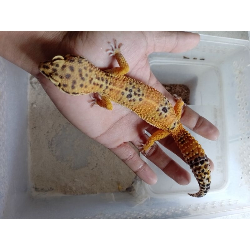 mainan tokek kuning / geko jumbo