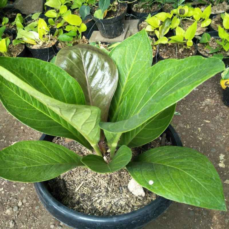 ANTURIUM JEMANI COBRA