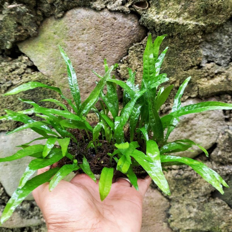 TANAMAN KADAKA AIR JAVA FERN