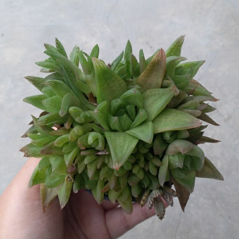 tanaman sukulen kaktus. sukulen mini