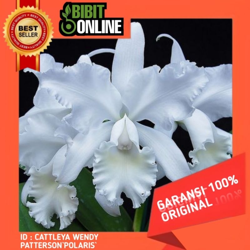 PROMO Anggrek cattleya WENDY PATTERSON`POLARIS` original sudah spike\knop siap berbunga