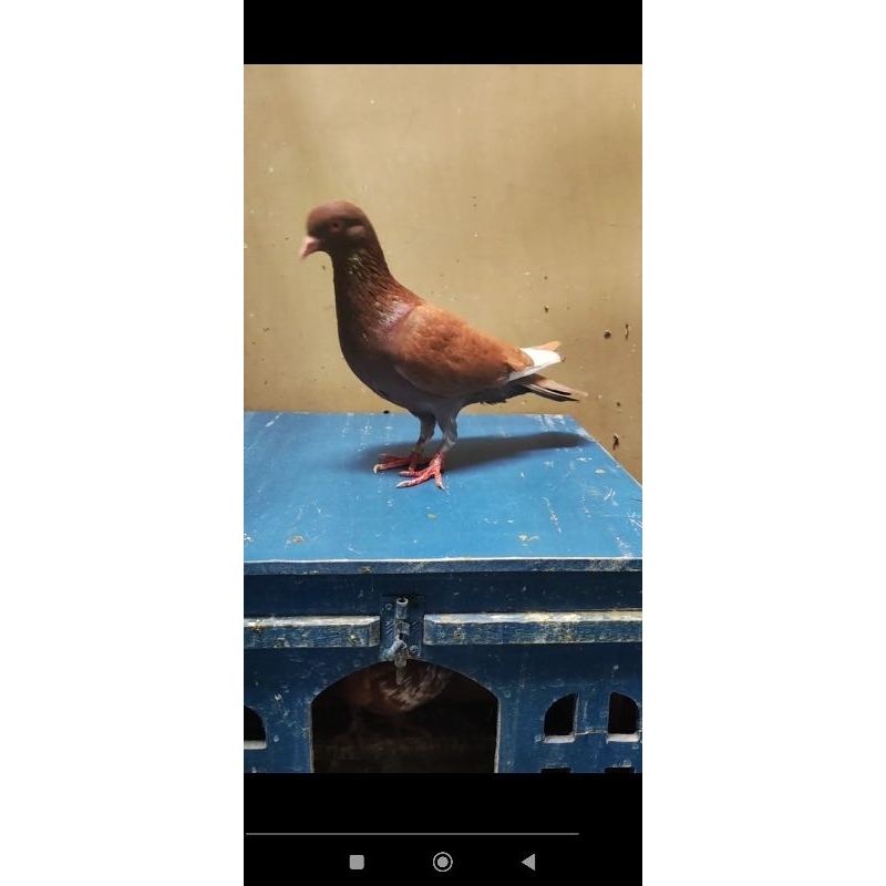 Burung merpati player kolong bebas (Nego Chat)