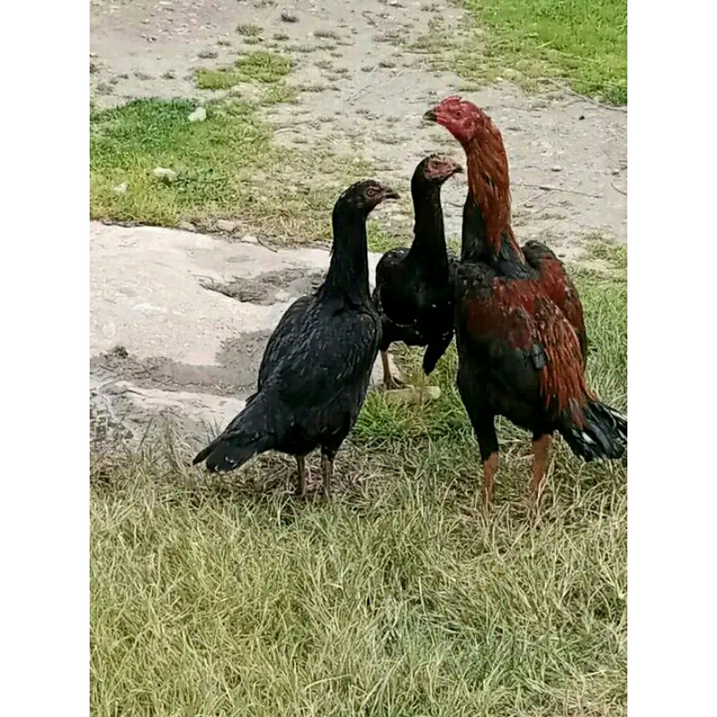 

Telur ayam madras aseel oey impor untuk di tetaskan.