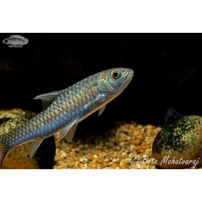 Neo Hexagonolepis Blue Mahseer India babby