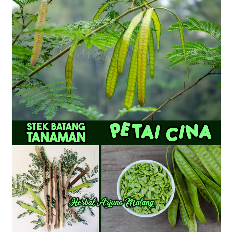 (5pcs) Stek Batang Tanaman Pohon Petai CIna Lamtoro Mlanding Kemlandingan Klandingan Obat Radang Gin