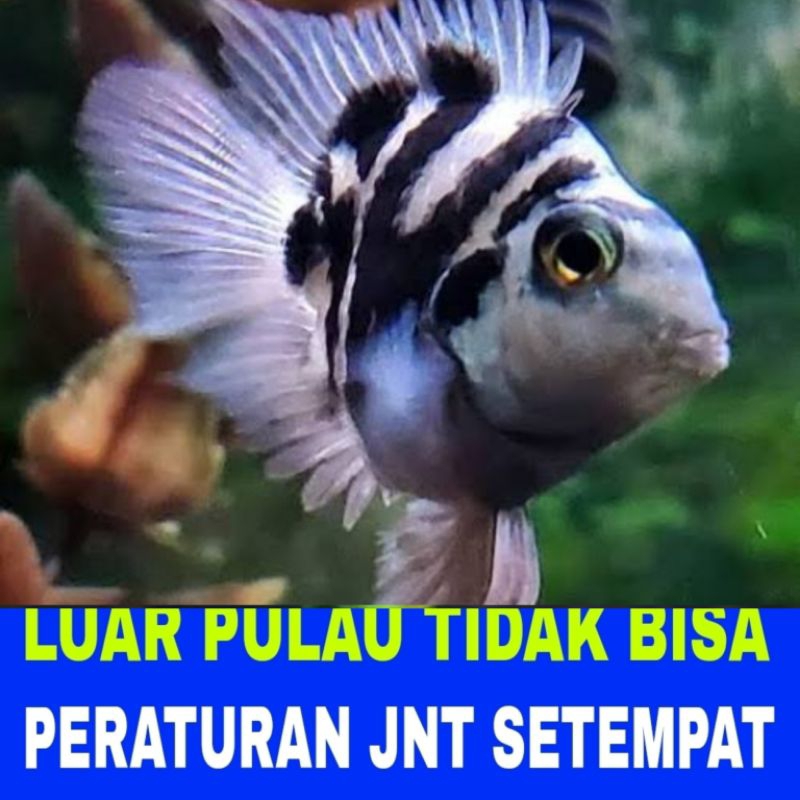ikan polar blue platinum bonus pakan bergaransi