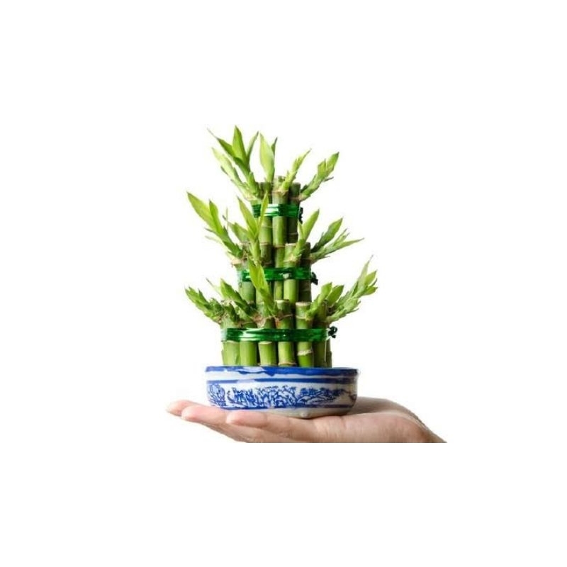 Tanaman bambu air hoki / Pohon hidup bambu hoki