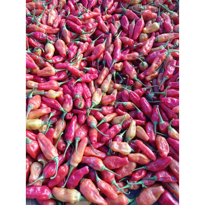 

Cabe Rawit Merah Pedas