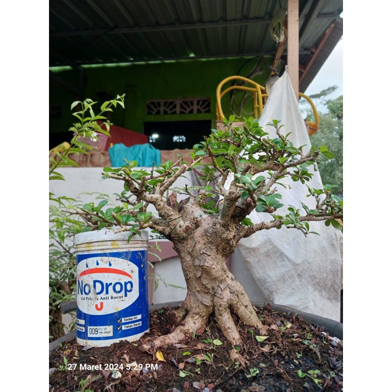 Bahan bonsai hokiantea import bunga - ukuran medium - berkarakter bagus