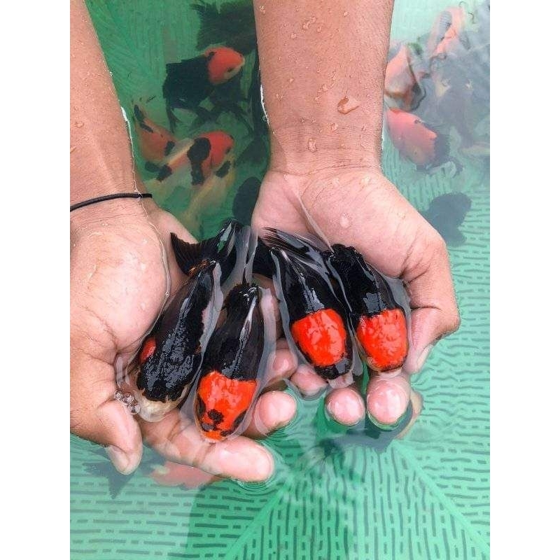 Burayak Nener Ikan Hias Mas Koki Isi 40 Oranda Panda 3c Blackgold dan Merah Putih