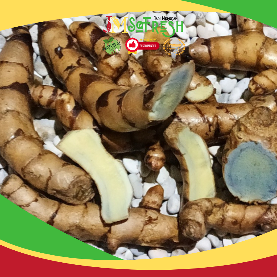 

[JM_SoFresh] Temu Hitam / Curcuma aeruginosa