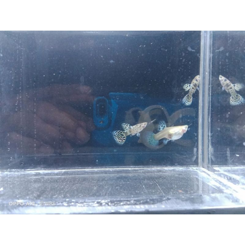 Guppy YTKC yellow tiger king cobra hiasan aquarium dan aquascape