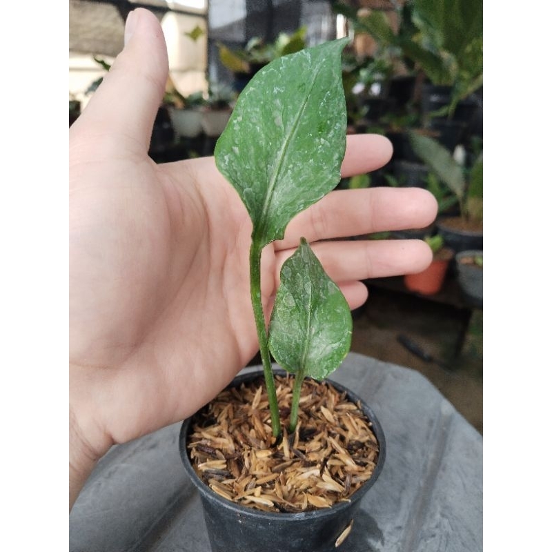 anthurium corong x jemani ( koleksian) karakter corong serat daun jemani