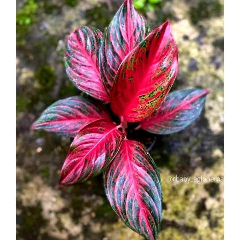( BISA COD ) Aglonema Red Borju Merah Mutasi Tanaman Hias Aglonema Aglaonema Red Borju Merah Mutasi 