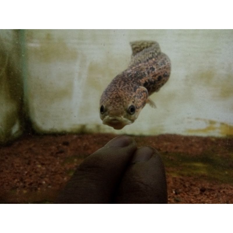 Asiatica - Redspotted -kalimaya