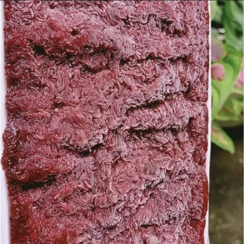 Cacing Beku Pakan Ikan Cupang Discus Bloodworm Tray