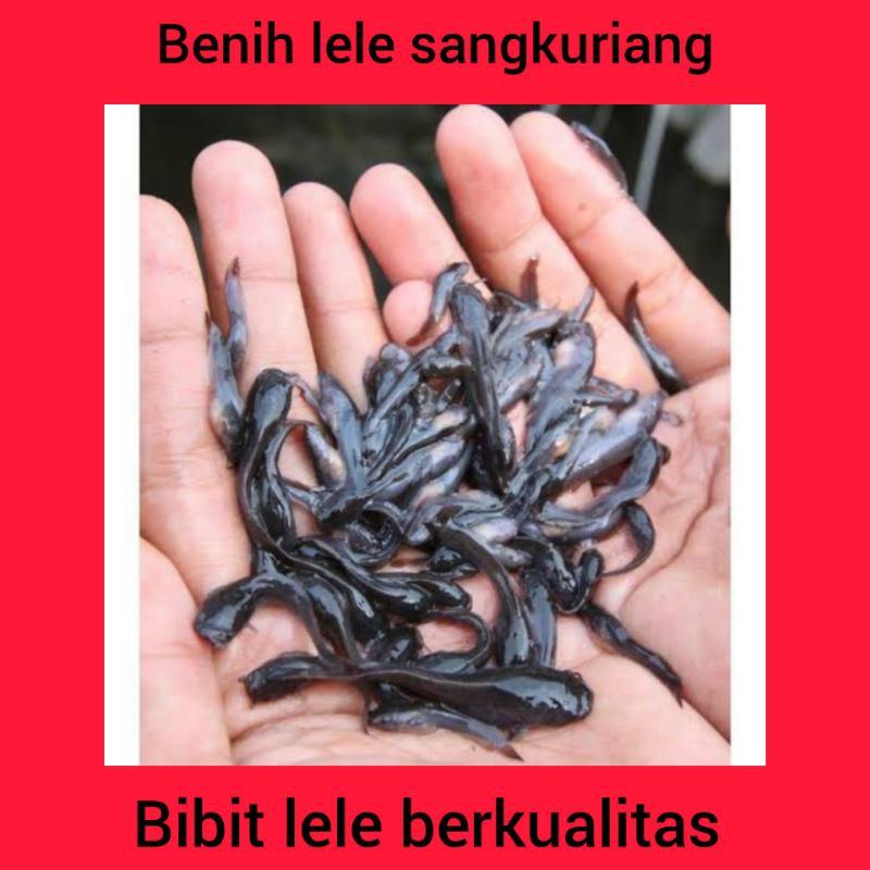 benih bibit ikan lele