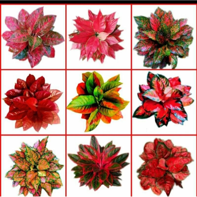 paket 9 bibit bonggol aglonema ASLI